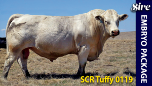 SCR Tuffy 0119 - Charolais donor sire