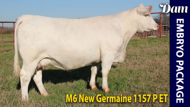 M6 New Germaine 1157 P ET - Charolais donor cow