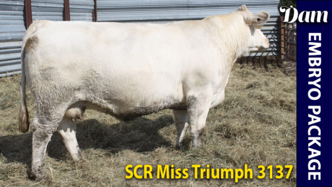 SCR Miss Triumph 3137 - Charolais donor cow