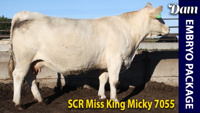 SCR Miss King Micky 7055 - Charolais donor cow