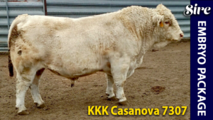 KKK Casanova 7307 - Charolais donor sire