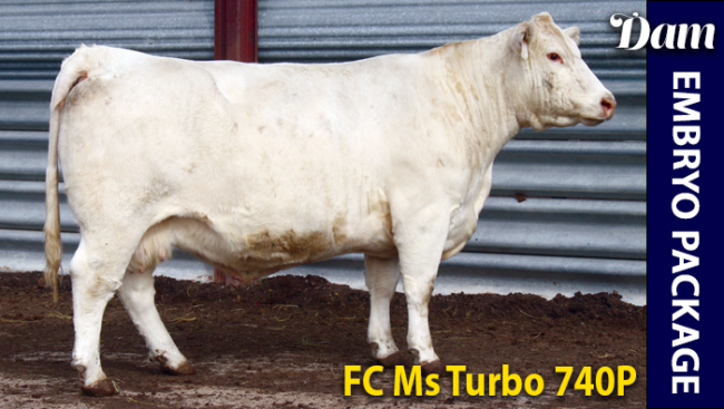 FC Ms Turbo 740 P - Charolais donor cow