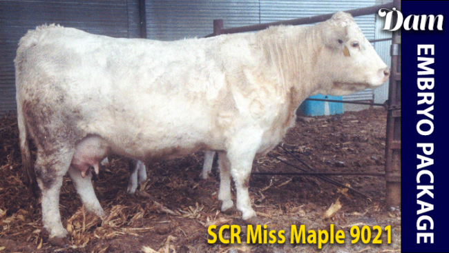 SCR Miss Maple 9021 - Charolais donor dam