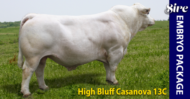 Our premier herd sire High Bluff Casanova 13C